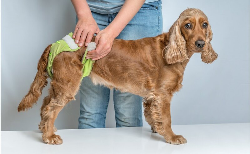 older dog peeing in house at night - Age-Related Urinary Incontinence