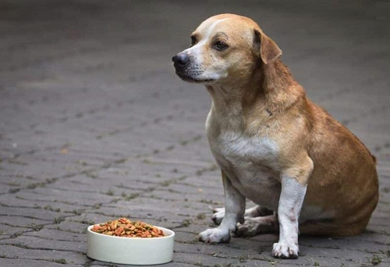 Bilious Vomiting Syndrome (Empty Stomach)