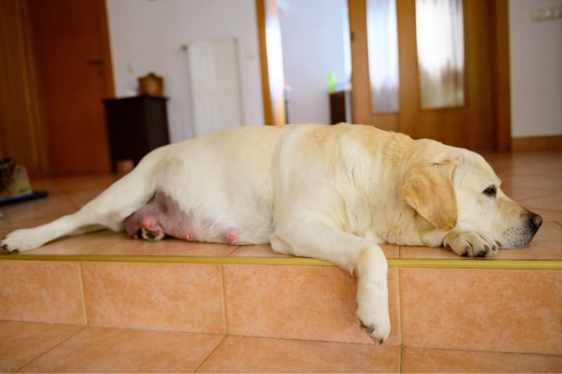 Bloat (Gastric Dilatation-Volvulus) - A True Emergency