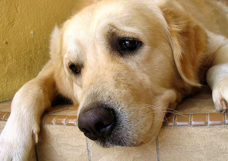 Canine Cognitive Dysfunction (Dog Dementia)