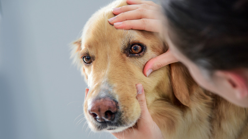 Canine Cognitive Dysfunction