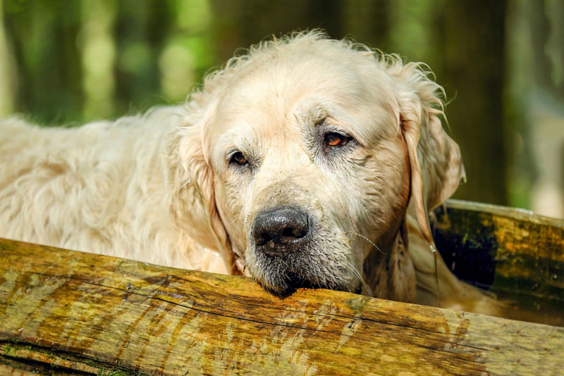 Canine Cognitive Dysfunction (Dog Dementia)