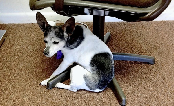 dog growls when i wake him up - Dog Dementia