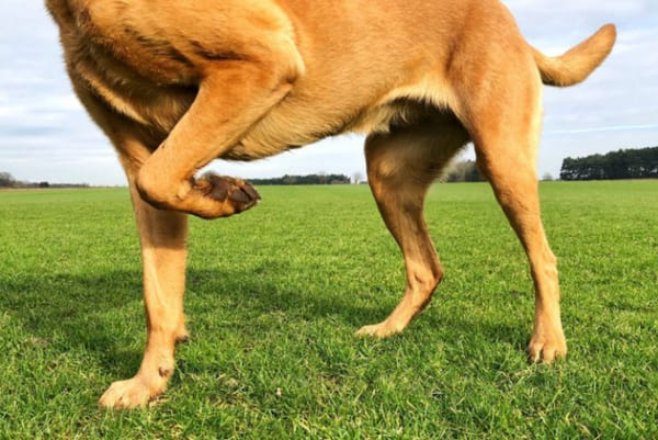 Hidden Joint Pain and Arthritis