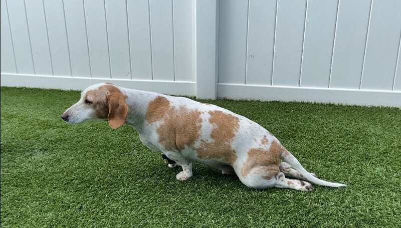 Intervertebral Disc Disease