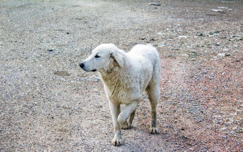 dog keeps laying down then getting up