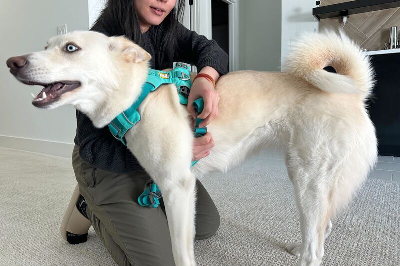 Lifting Harnesses for Large Breeds