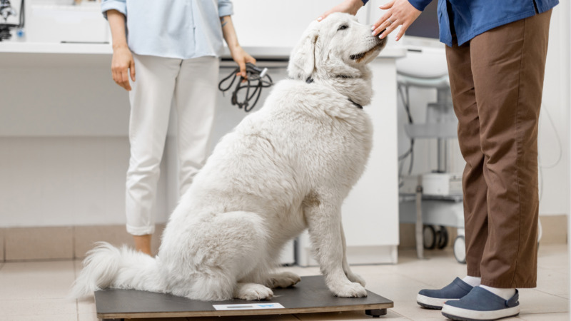 Maintain a Healthy Weight