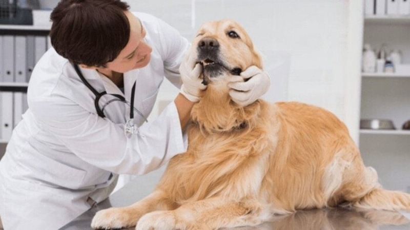 Medical Causes (Needs a Vet)