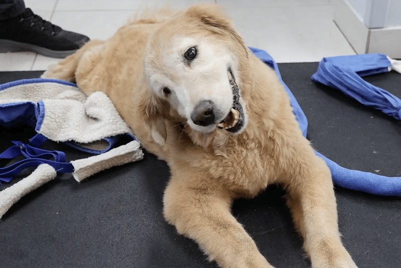 Old Dog Vestibular Disease