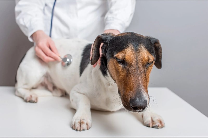 Organ Dysfunction (Kidney or Liver Failure)