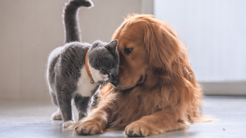 Recognizing When Your Pet Needs Help
