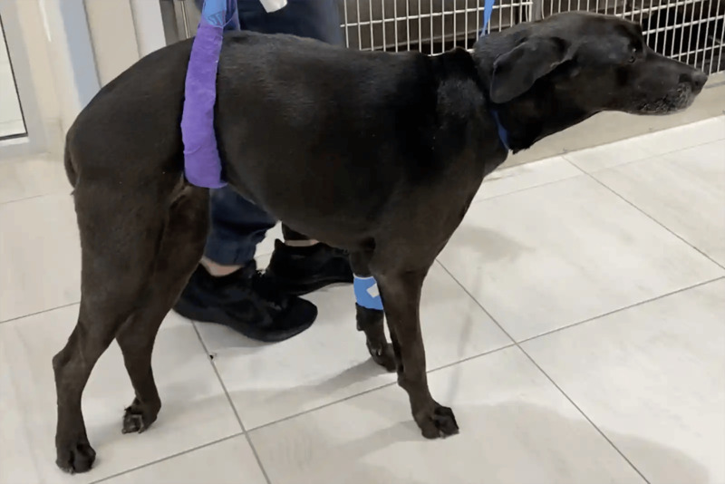 Severe Arthritis and Mobility Issues