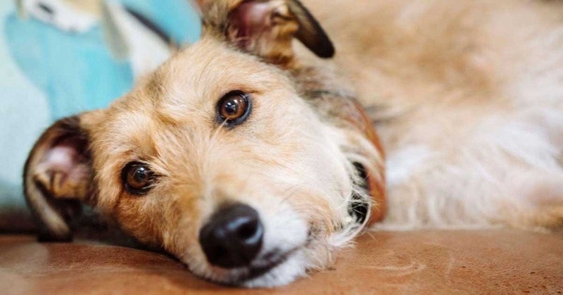 Severe Dietary Indiscretion & Pancreatitis