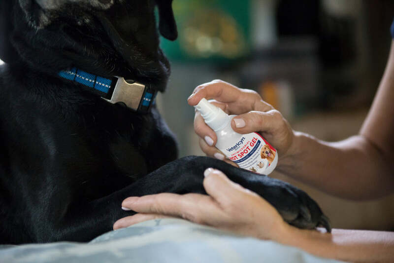 elderly dog care incontinence