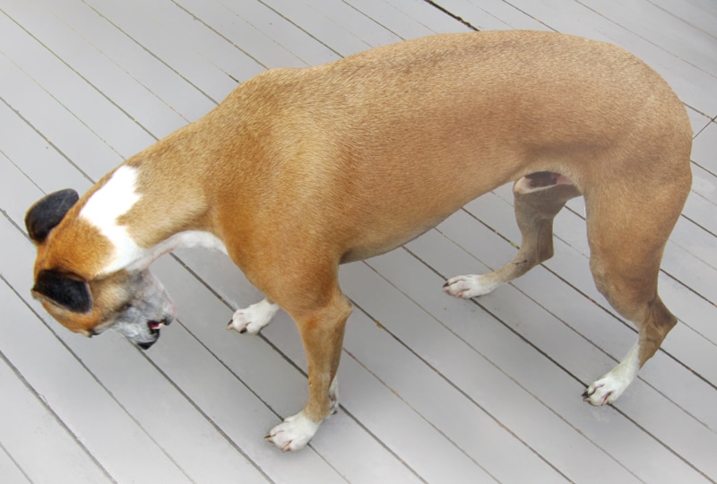 Spinal or Neurological Issues