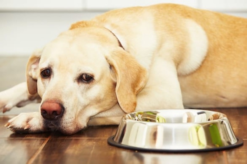 Sudden Diet Changes