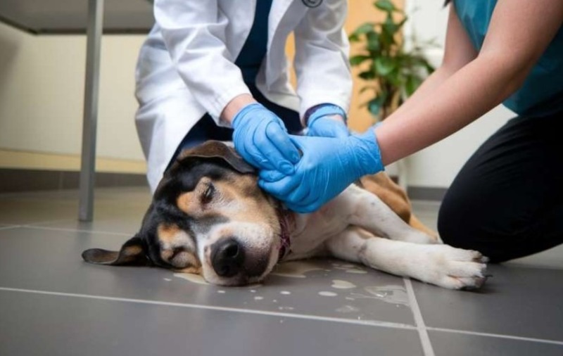 Underlying Medical Conditions