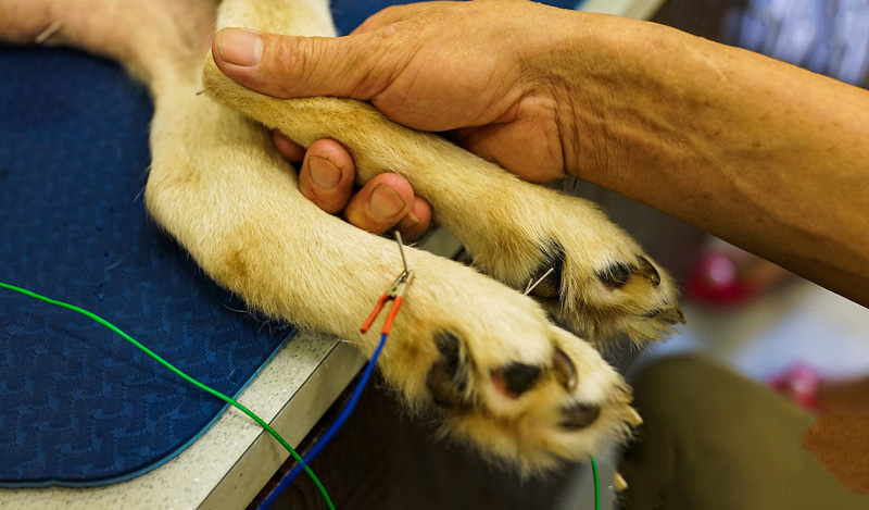 Unmanaged Pain or Arthritis