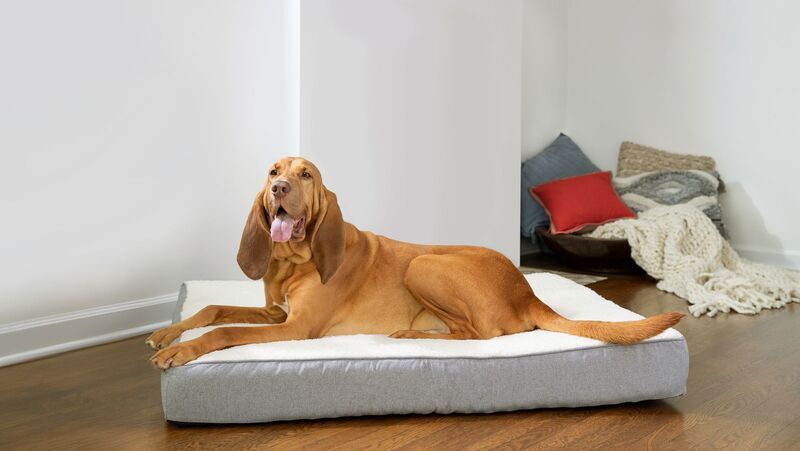 Upgrade to an Orthopedic Bed for pet