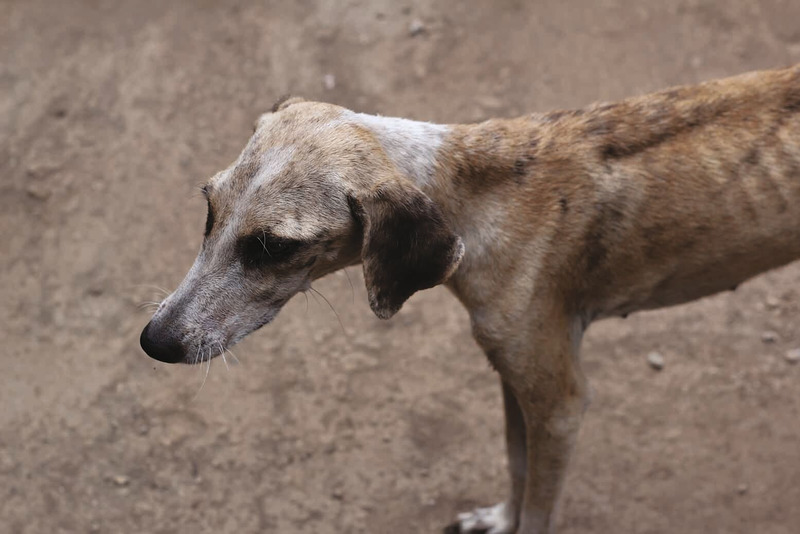 Weight Gain and Muscle Atrophy