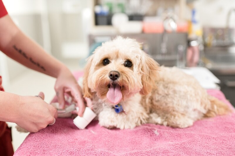 When to Go to the Emergency Vet