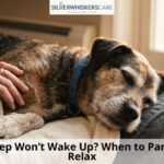 Dog Deep Sleep Won’t Wake Up? When to Panic & When to Relax