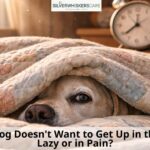 Why Your Dog Doesn’t Want to Get Up in the Morning: Lazy or in Pain?