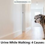 Dog Dripping Urine While Walking: 4 Causes & Treatments