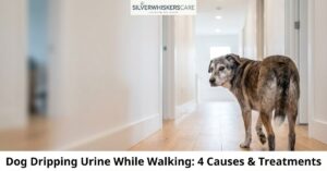 Dog Dripping Urine While Walking: 4 Causes & Treatments