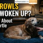 Dog Growls When I Wake Him Up? The Truth About Sleep Startle