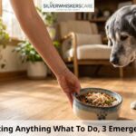 Dog Is Not Eating Anything What To Do, 3 Emergency Red Flags