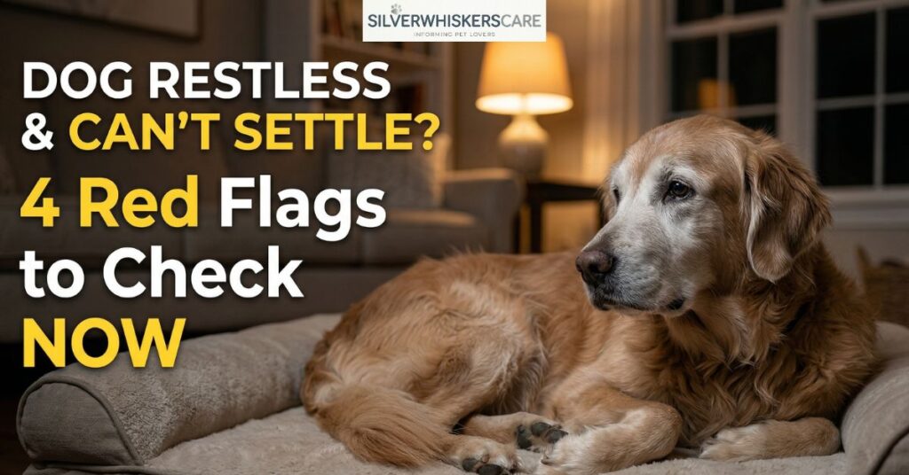 dog keeps laying down then getting up