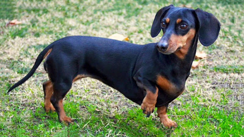 Early Signs of Arthritis in Dogs