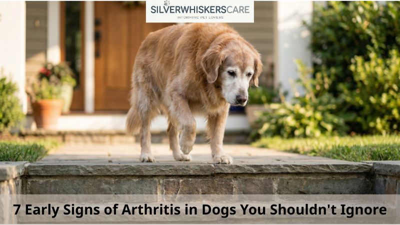 Early signs of arthritis in dogs