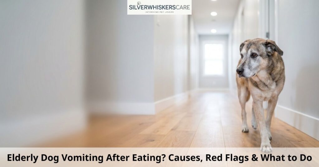 elderly dog vomiting after eating