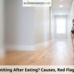 Elderly Dog Vomiting After Eating? Causes, Red Flags & What to Do