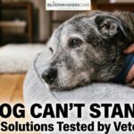 Old Dog Can’t Get Up? 5 Hidden Causes & How to Help Them Stand
