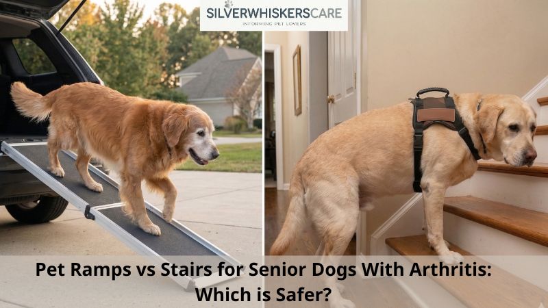 Pet Ramps vs Stairs for Senior Dogs With Arthritis: Which is Safer?