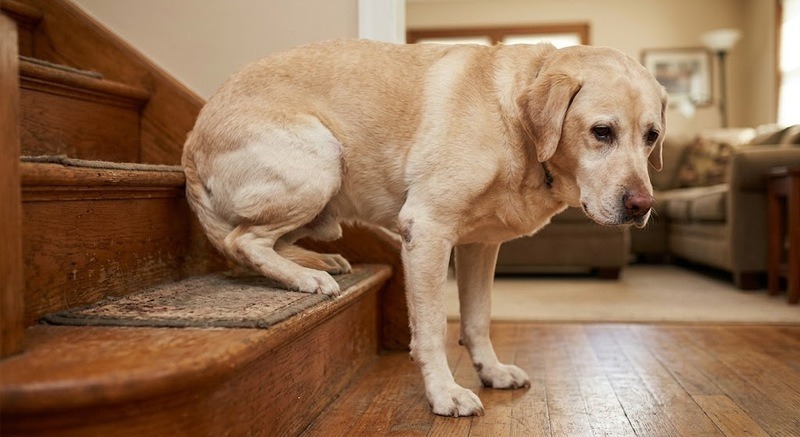 The Arthritis Warning: