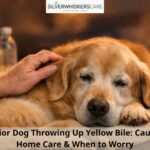Senior Dog Throwing Up Yellow Bile: Causes, Home Care & When to Worry