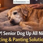Senior Dog Up all Night: 4 Vet-Approved Ways to Settle Them