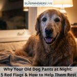 Why Your Old Dog Pants at Night: 5 Red Flags & How to Help Them Rest
