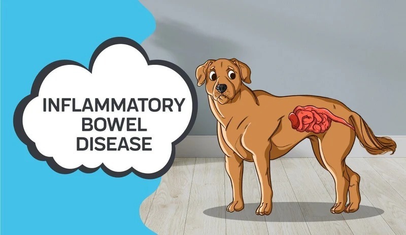 Gastrointestinal Inflammation dogs