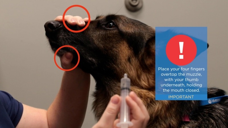 How to feed a dog using a syringe