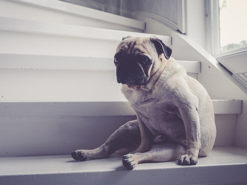Osteoarthritis and Joint Pain