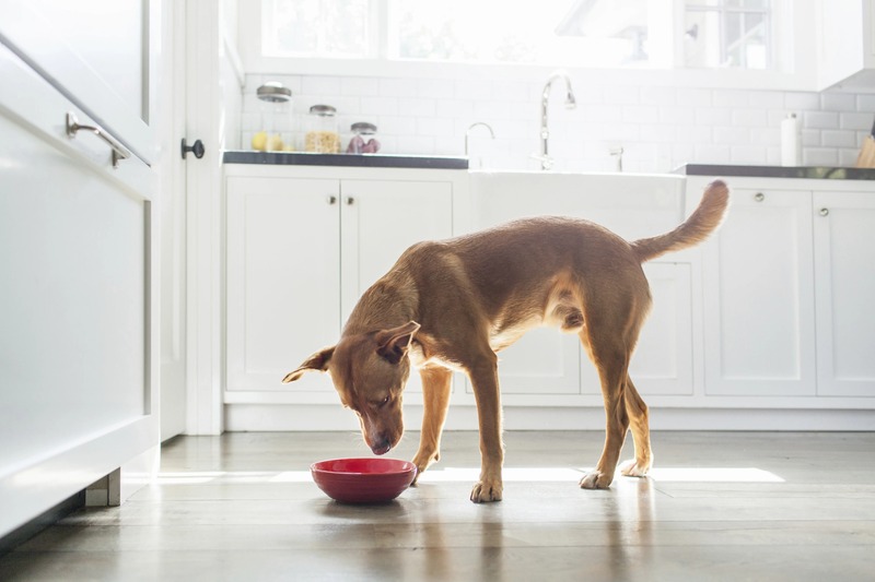 Transition to a Bland Diet dogs