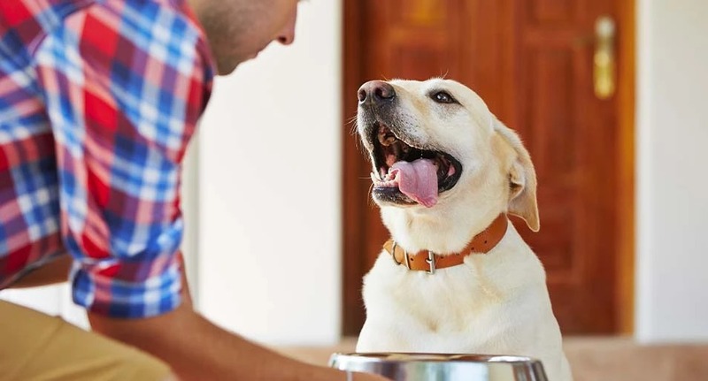 Change the Feeding Schedule for dogs