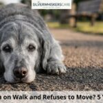 Dog Lies Down on Walk and Refuses to Move? 5 Warning Signs