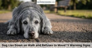 Dog Lies Down on Walk and Refuses to Move? 5 Warning Signs